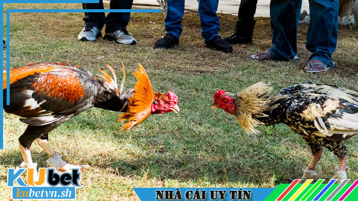 Truy cập ngay nhà cái Kubet để thưởng thức đá gà Campuchia